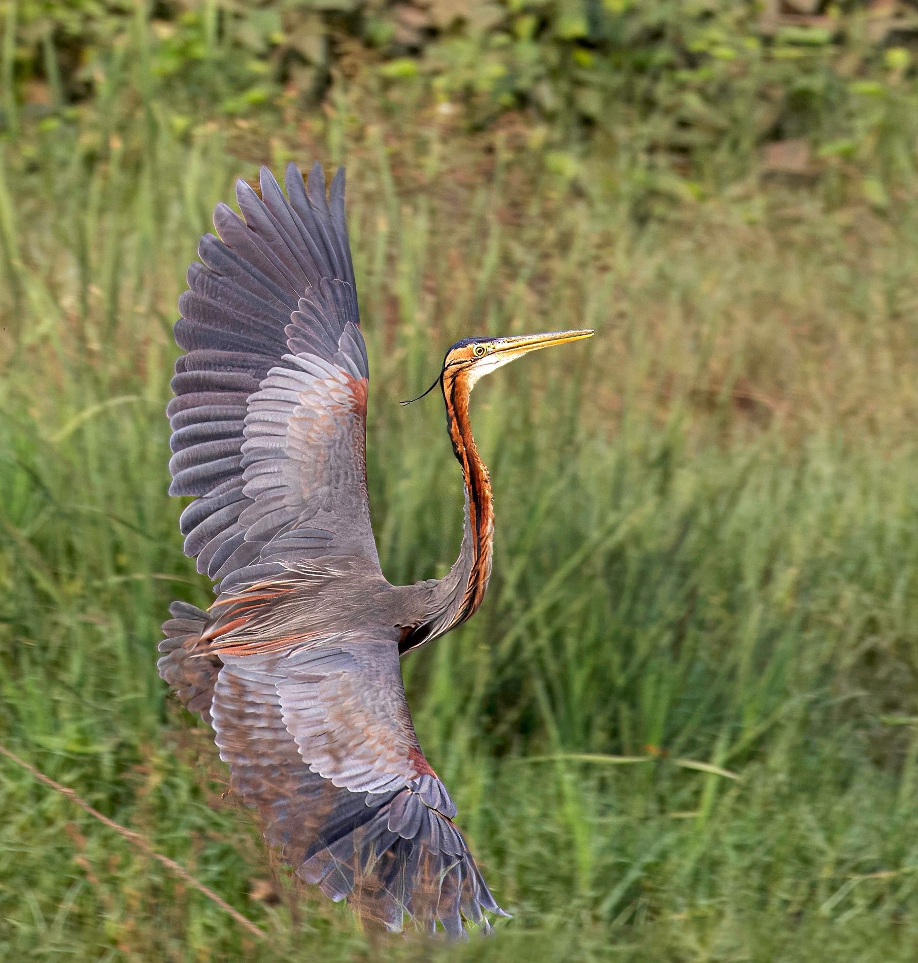 Purple Heron Bird